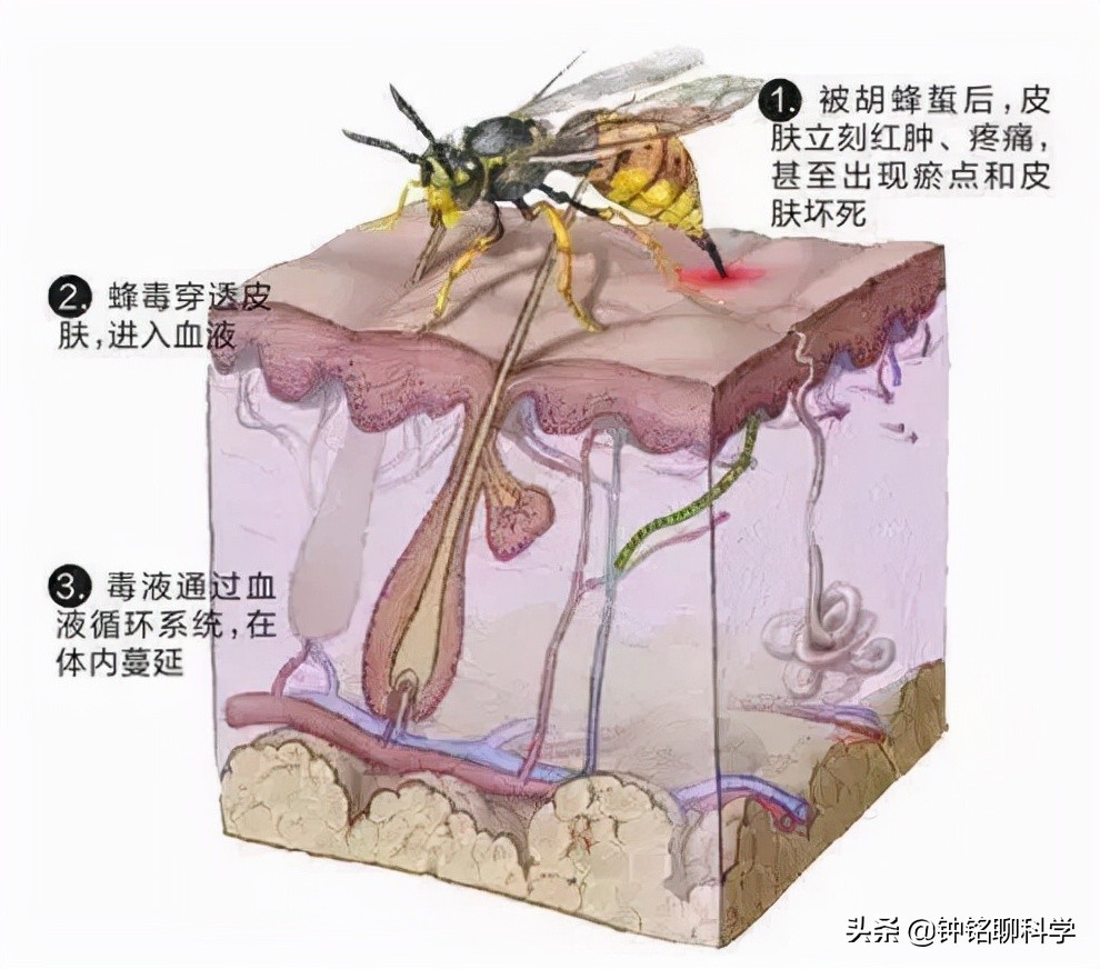 永川顺丰快递招聘（为什么马蜂伤人多在秋天）