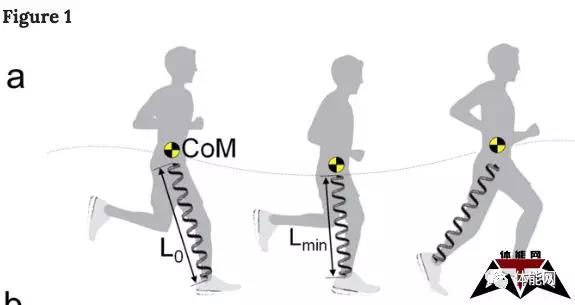 从弹簧质量模型谈谈跑步时的弹簧效应