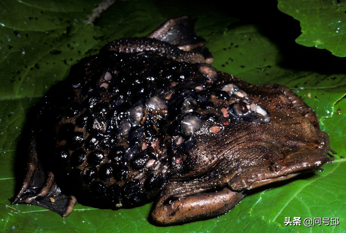 琵琶蟾蜍照片(关于青蛙一些怪异的现象：眼球吞咽食物和嘴巴分娩后代)