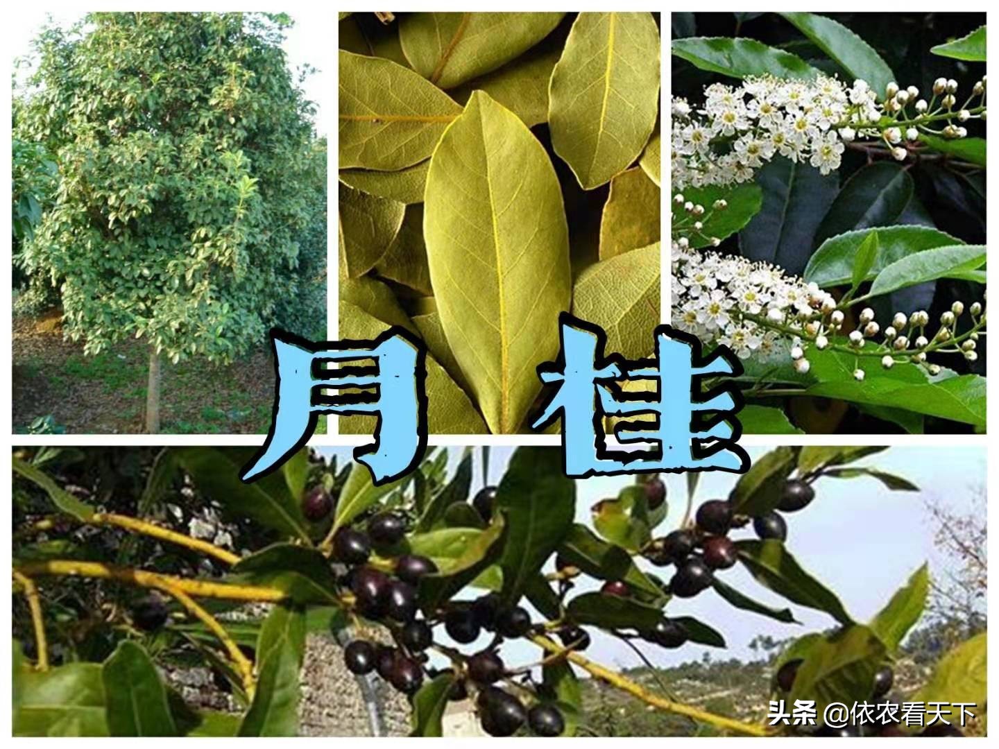 桂花,肉桂和月桂,完全不同的三种树,了解区别莫要认错和用错