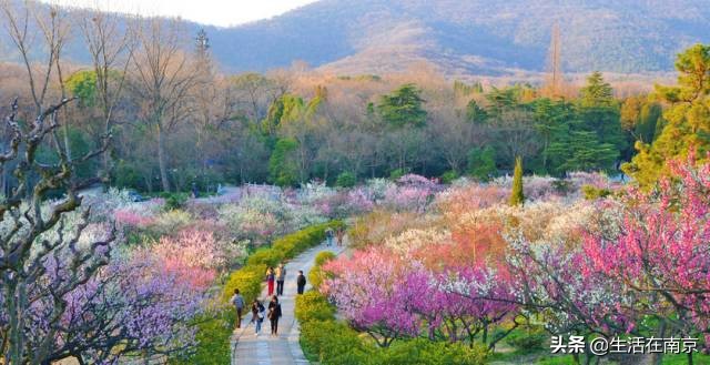 南京小长假出游全攻略，采摘、爬山、踏青、放风筝、博物馆汇总