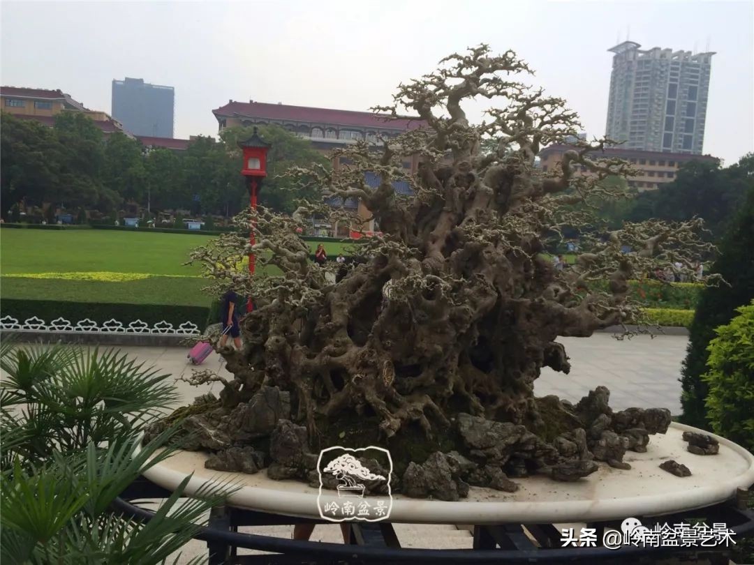 榕樹盆景圖片,榕樹盆景圖片大全欣賞