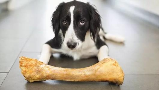 小狗吃骨头(揭秘：狗狗可以吃骨头吗？)