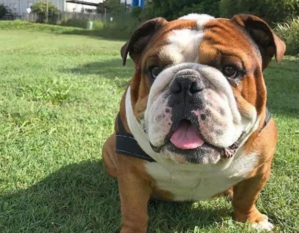 英国斗牛犬身上怎么那么臭