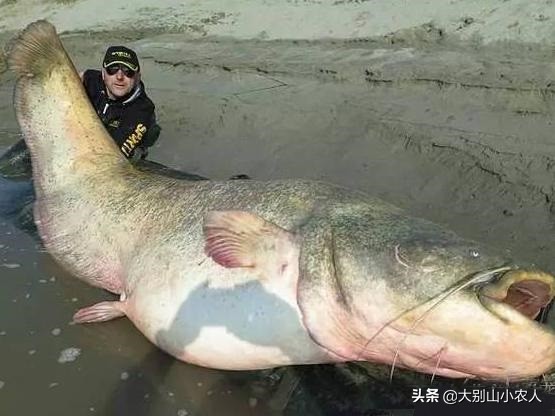 同样是吃人的鲶鱼：为何印度巨魾濒临灭绝，欧鲶却因被遗忘而泛滥