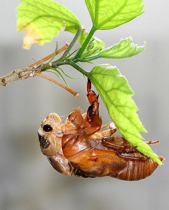 金蝉用自己的一生，告诉了我们七个人生哲理