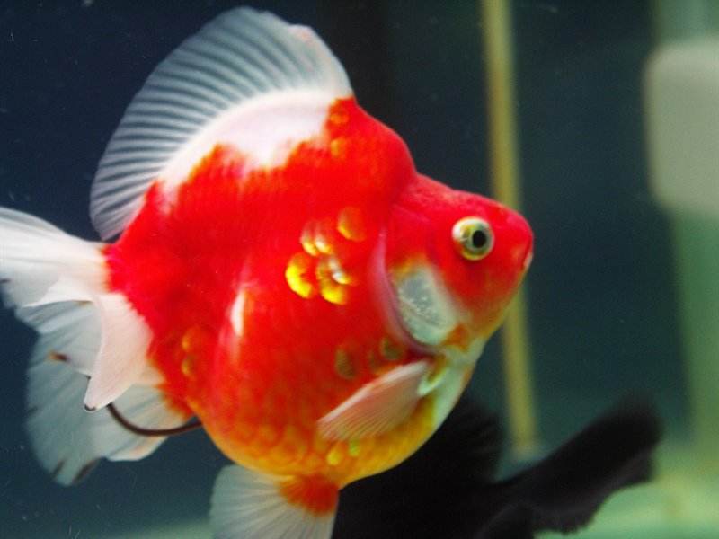 狮子头五花琉金裙尾龙睛红虎头67红虎头红白水泡鹤顶红金鱼和鲫鱼在