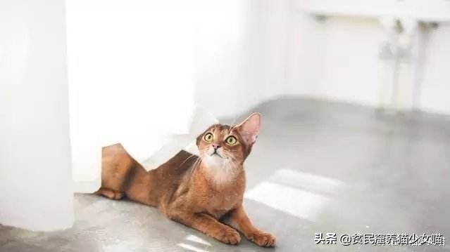 辟谣：所有猫都怕水？不是哦，养这些猫，你可能需要游泳池
