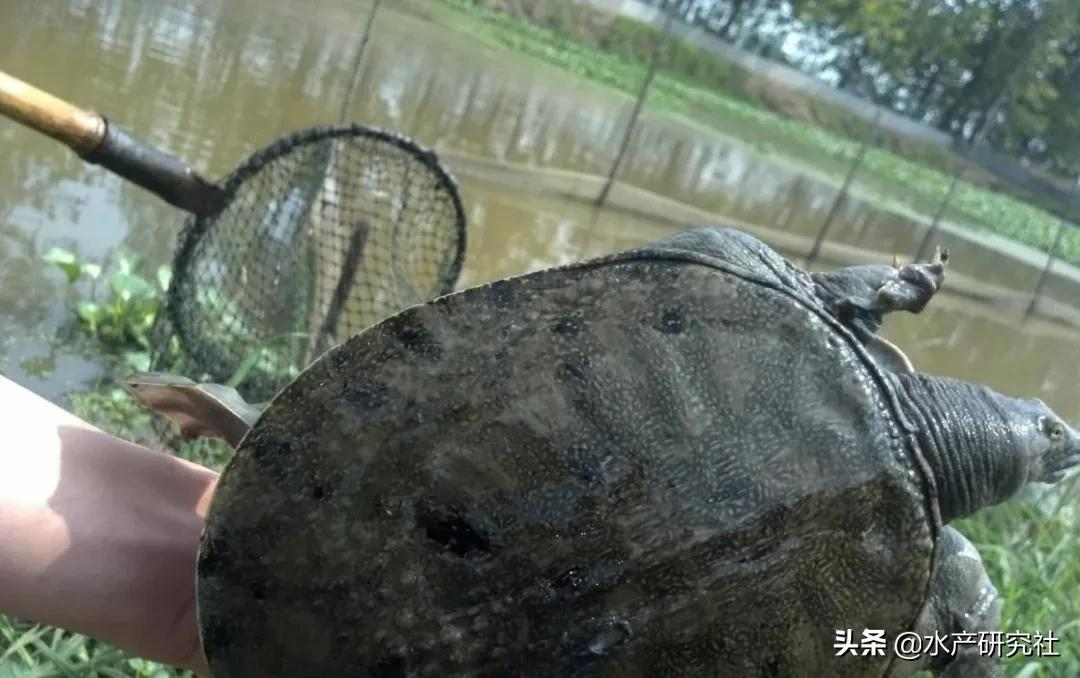 甲鱼喜欢吃什么食物（甲鱼鳖类养殖之中华鳖的常用饲料）