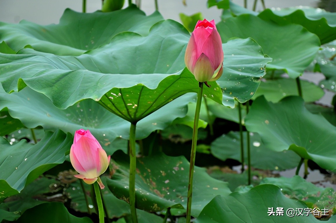 荷花有关知识及字词诗文（闲情偶寄芙蕖）
