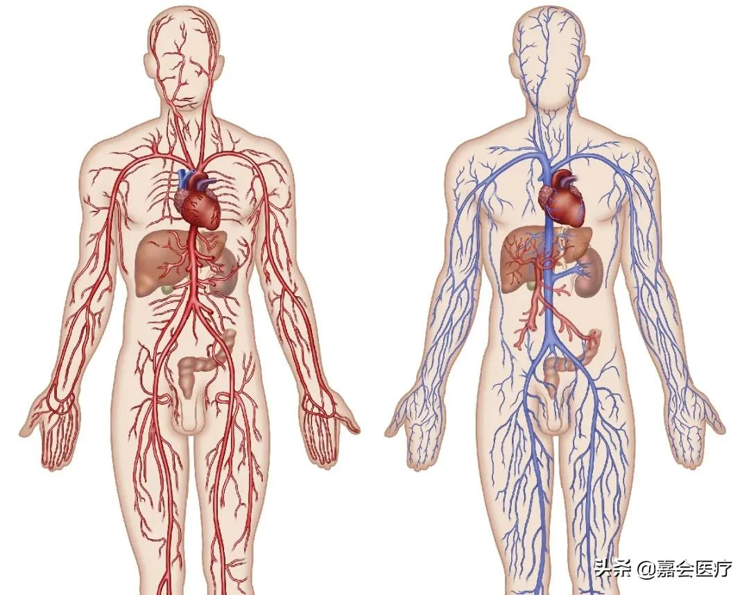 头晕、头痛、腿酸胀…可能是血管悄悄地出了问题