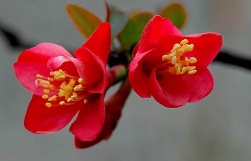 果甜花更美,百花争艳斗芬芳