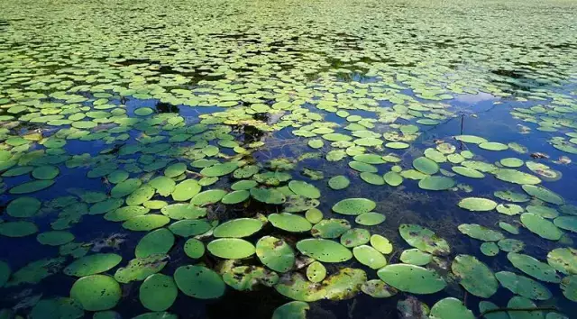 “桃之夭夭，灼灼其华”，《诗经》里那些名字好听的花花草草