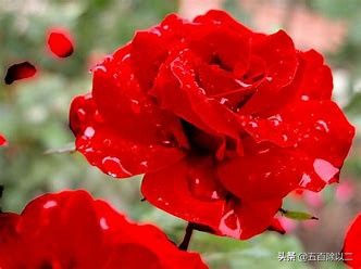 分享：五首蔷薇花的诗句：有情芍药含春泪，无力蔷薇卧晓枝