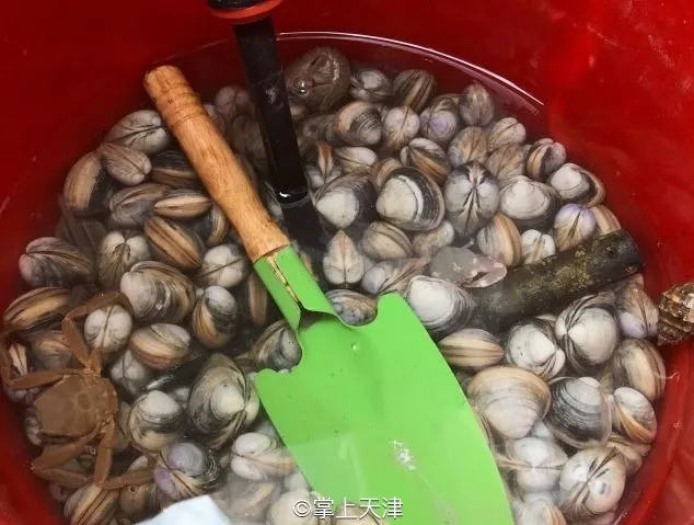 赶海拾贝挖蛤蜊，天津这些地儿你都去过吗？