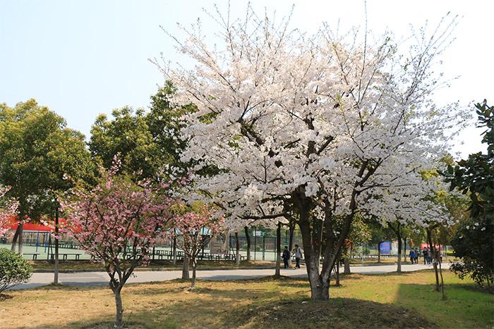 小学生优秀作文赏析：《春天的校园》三篇