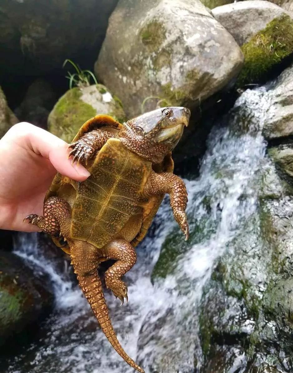 罕見奇龜趴在山路上不動,外表似鐵殼,是一級保護動物?