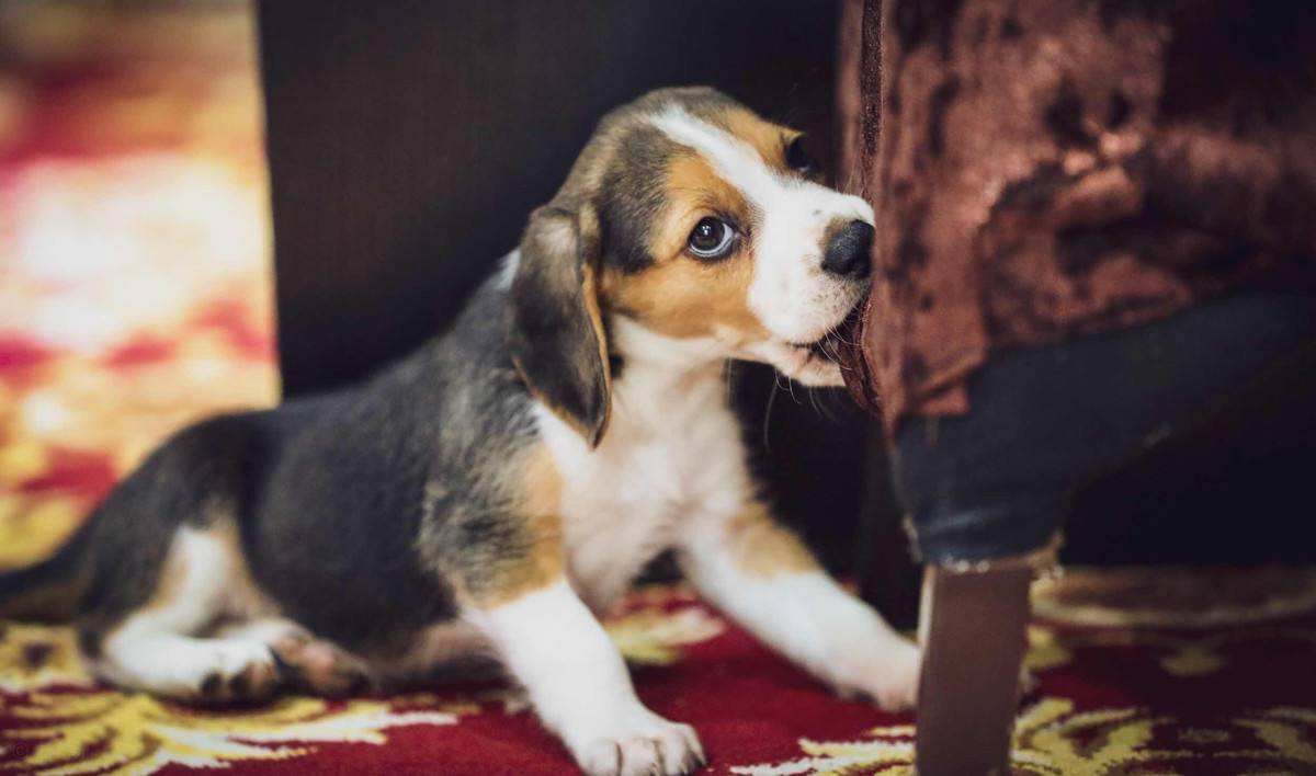 比格犬一度成为美国热门狗狗(比格犬为什么不建议养？亲人可爱，但跟哈士奇一样精力旺盛)