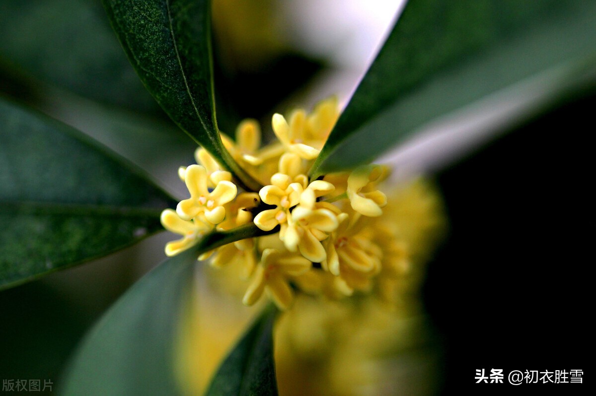 杨万里桂花诗七首：广寒香一点，吹得满山开，看看他诗里的桂花秋