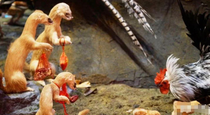 为何老人说黄鼠狼不能杀？研究表明，真杀不得