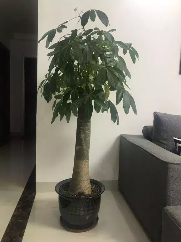 家里这3种富贵平安花,送人有讲究!