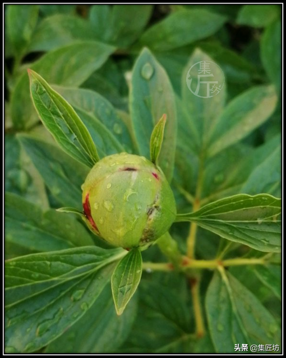 芍药花的特点（芍药花的特点是什么）-第10张图片-昕阳网