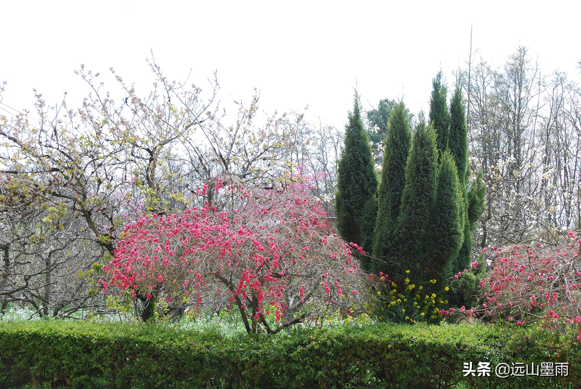 桃树开花照片图片