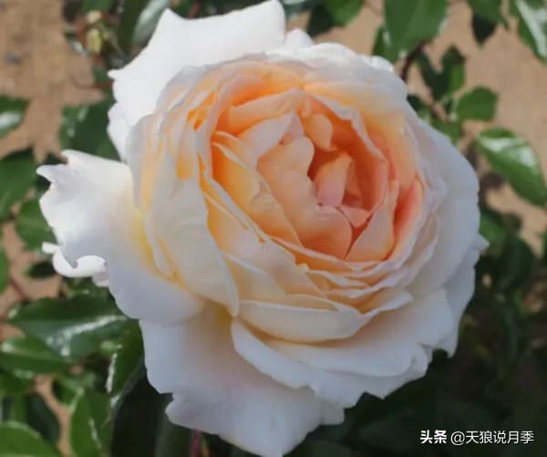 2020世界新品月季大赏，一起来看看都有哪些值得期待的新品种