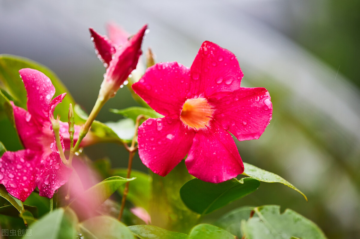 秋冬季节常见的10种反季节花,遇见了掉头就走,别交“智商税”