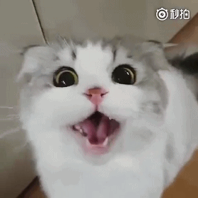 猫咪打嗝是正常的，如果一天之内没停止，可能是身体出了问题！