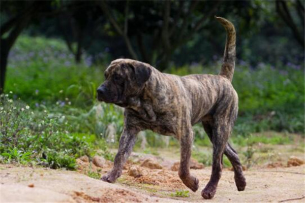 世界十大凶犬最新排名 第七被称为杀人犬，建议最好别养