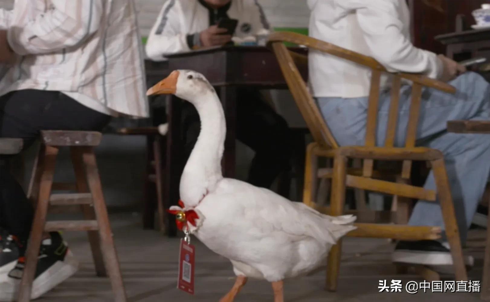 重庆一茶馆的大鹅“店小二”真特殊，倒茶不会，卖萌一流