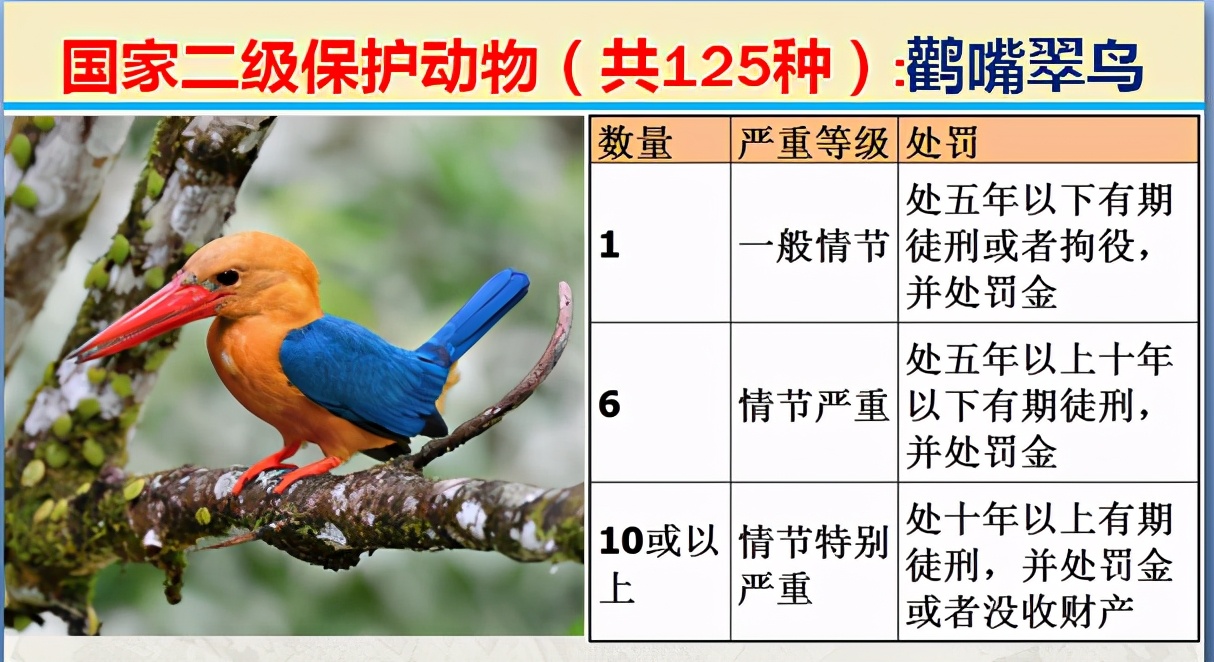 国家保护动物分几个等级（125类二级野生保护名录）