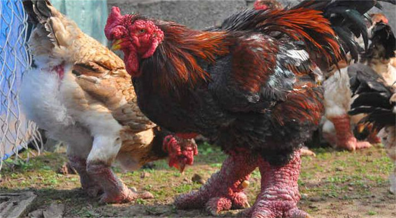 鸡的繁殖,鸡的繁殖方式