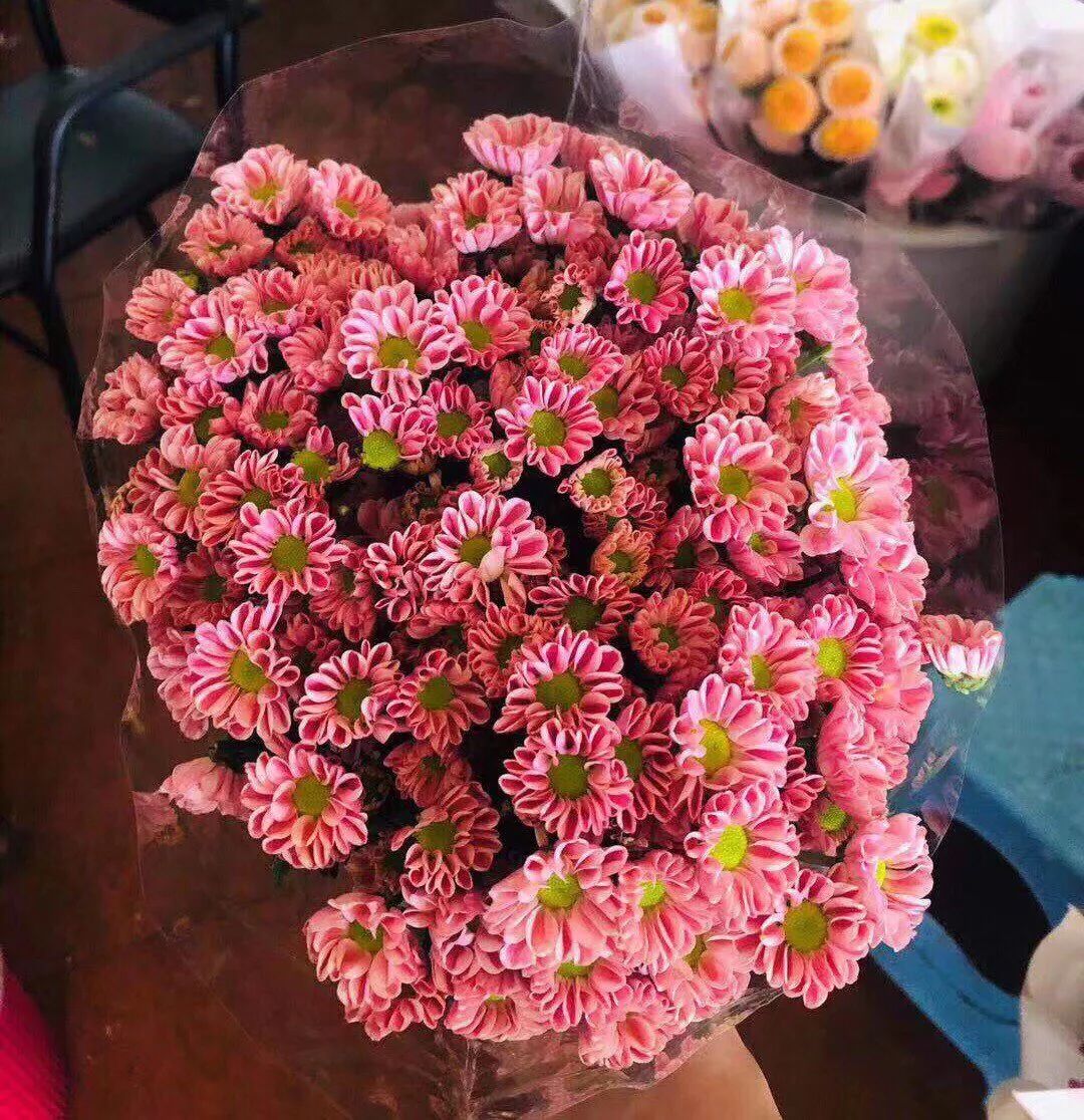 小雏菊花期（小雏菊花期较长养护得当可更长）