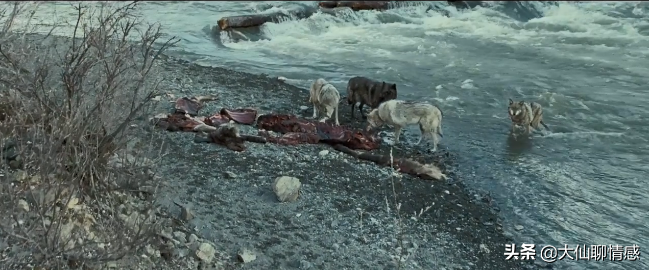 离奇失踪的22岁哈佛学生，死在了一辆废弃巴士里——《荒野求生》