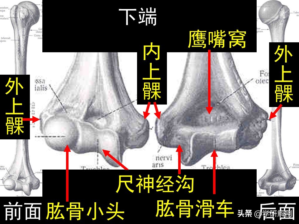 美人骨和蝴蝶背指的是上肢带骨锁骨和肩胛骨，上肢骨的形态结构