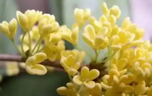 广州市市花是什么（全国56个城市的市花介绍）