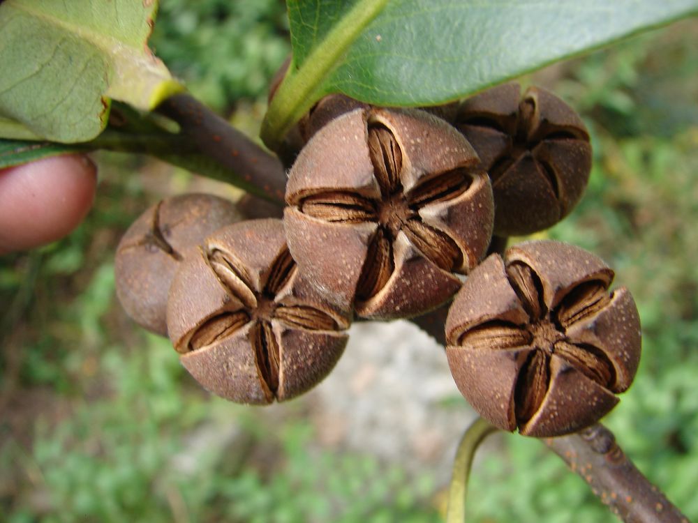 树木名称大全「各种树的图片及名称」