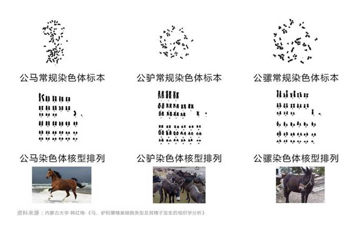 为什么骡子无法生育？看看马和驴都做了什么事，这次真是涨见识了
