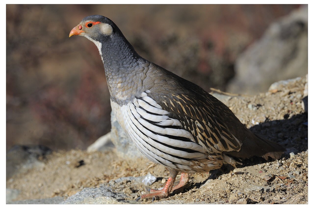 雪鸡雉鹑四川雉鹑石鸡大石鸡中华鹧鸪灰山鹑斑翅山鹑高原山鹑鹌鹑日本