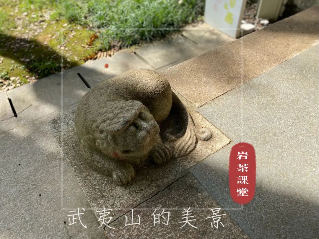 上万元一斤的牛栏坑肉桂，究竟是不是智商税？这些真相你知道吗？