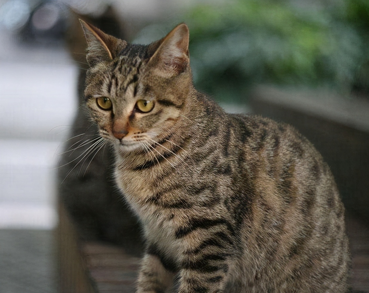 猫咪的品种（你也喜欢猫咪不妨来看看你最适合养什么猫吧）