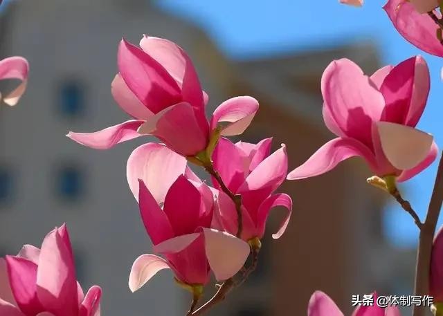 众志成城共克时艰：抗疫中的团结力量