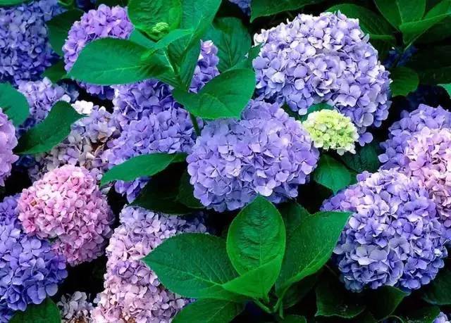 绣球花怎么养 十大不吉利花绣球花-百科叔叔