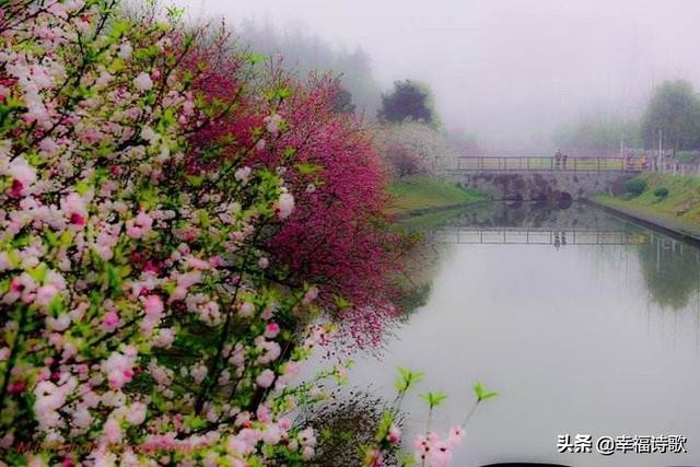 小诗六首：忆桃花