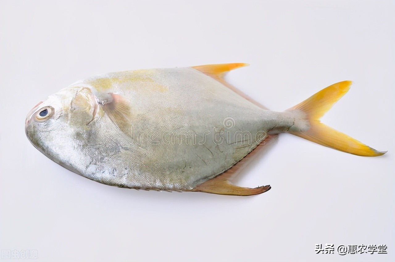南方海鱼的种类图片图片