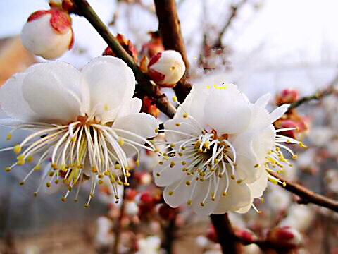 玉蝶梅花的特点（关于玉蝶梅花的图片解析）