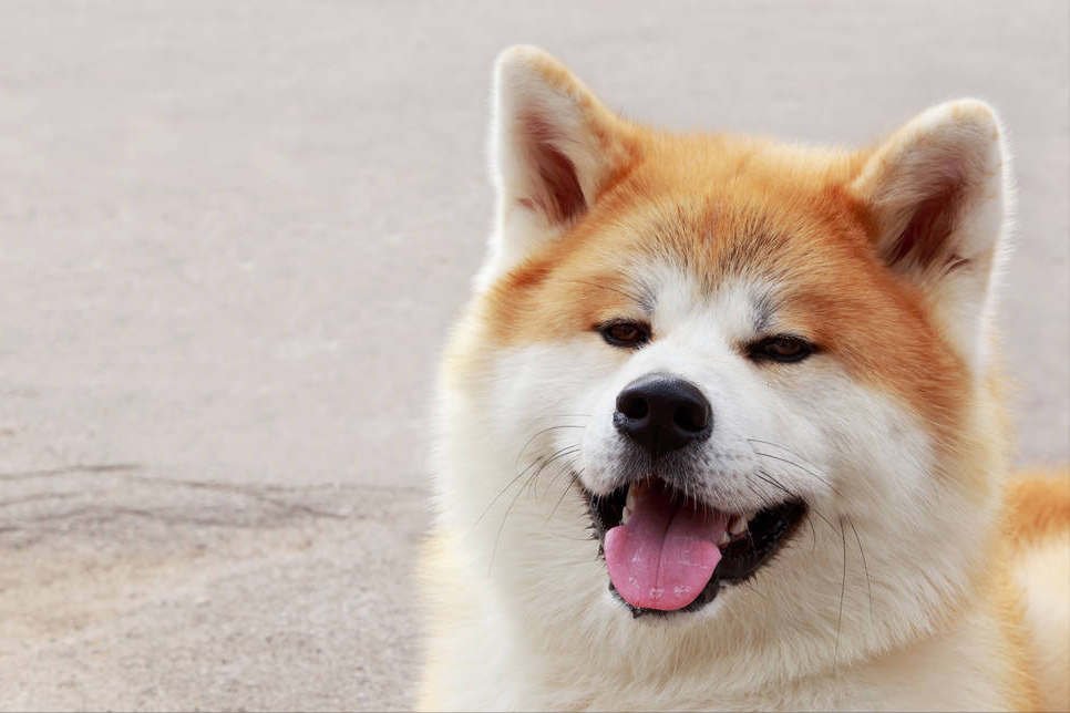 秋田犬为什么那么臭?