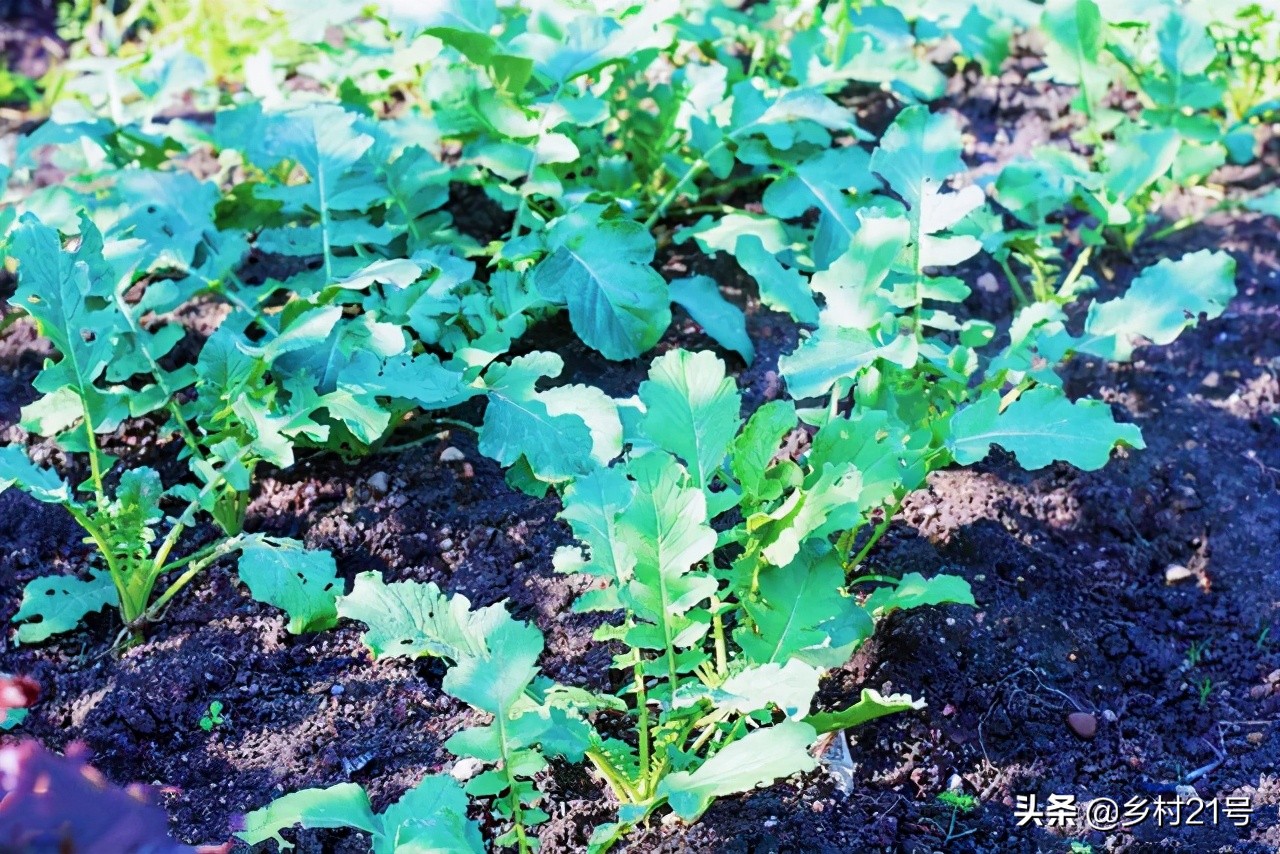 农村种植白萝卜选地要巧,基肥要重视,追肥很关键